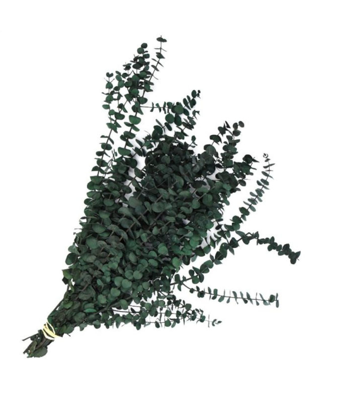 EUCALYPTUS PRESERVED BABY 1LB AQUA BLUE