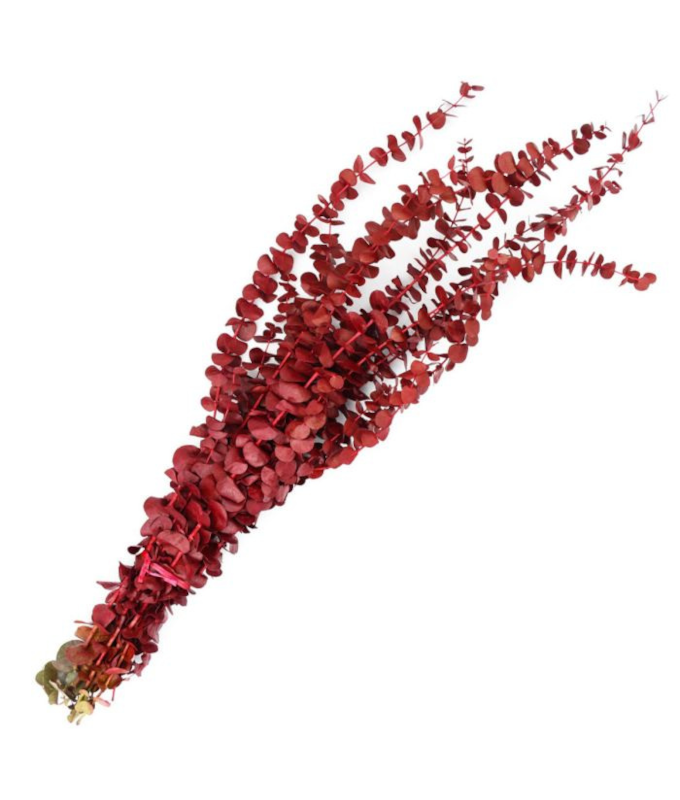 EUCALYPTUS PRESERVED BABY 1LB RED