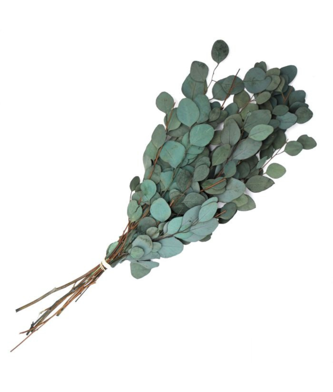 EUCALYPTUS PRESERVED SILVER DOLLAR 1LB AQUA