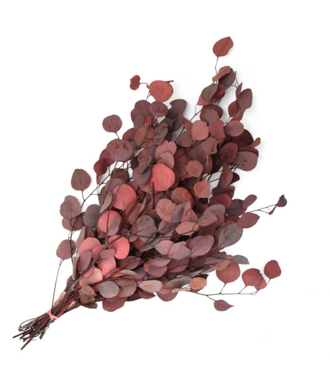 EUCALYPTUS PRESERVED SILVER DOLLAR 1LB RED