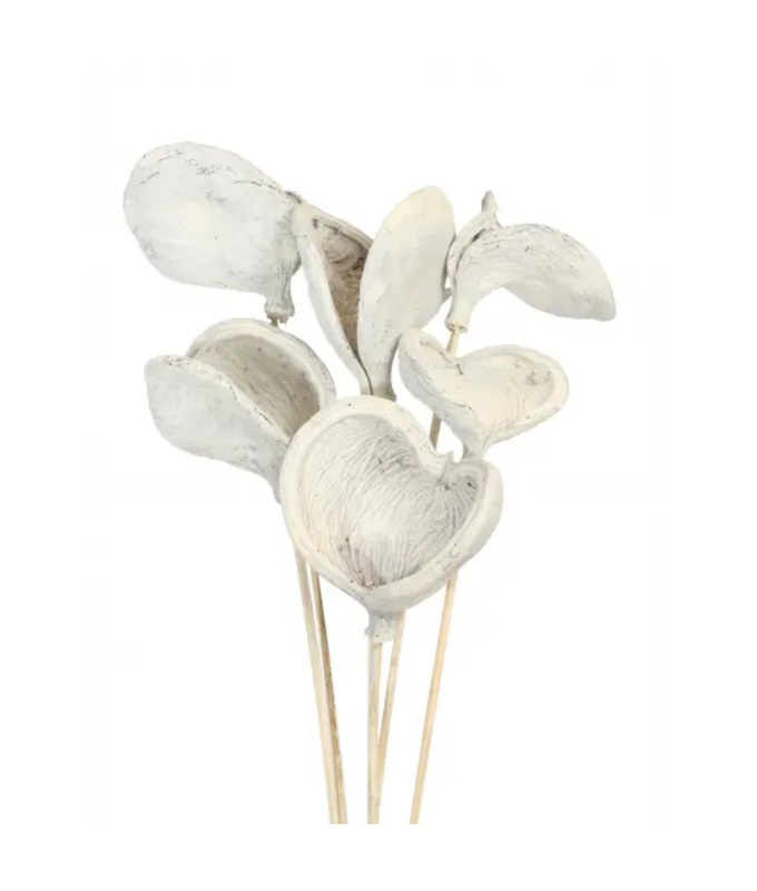 BADAM STAKE/6 WHITE WASH