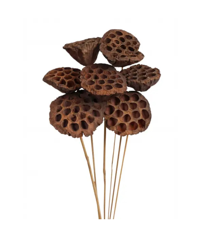 LOTUS POD STAKE/7 NATURAL