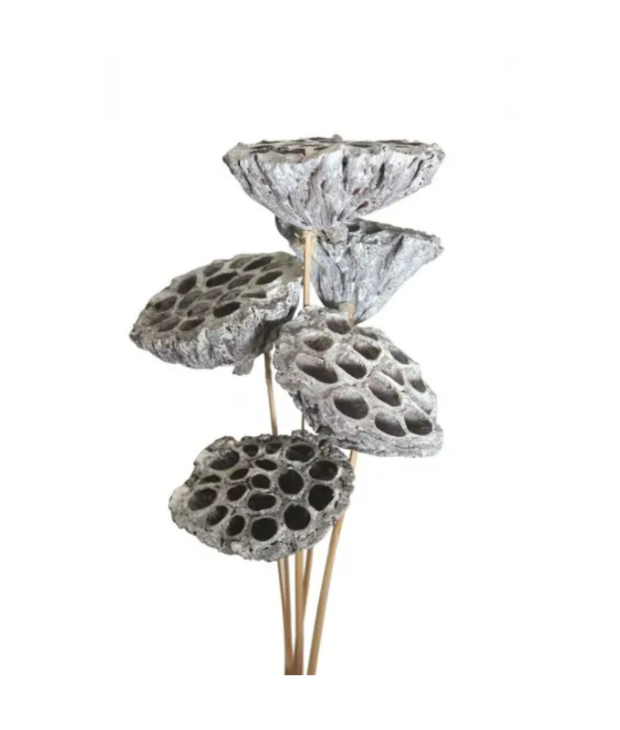 LOTUS POD STAKE/7 WHITE WASH