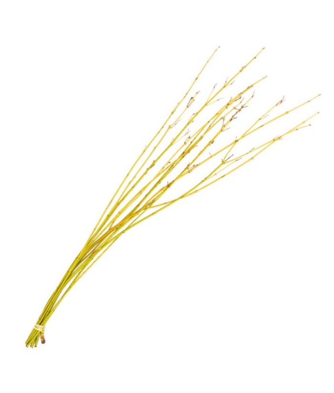 DOGWOOD 3-4�/10 YELLOW