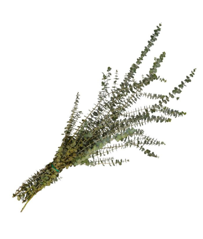 BABY EUCALYPTUS NATURAL 2LB BOUGH