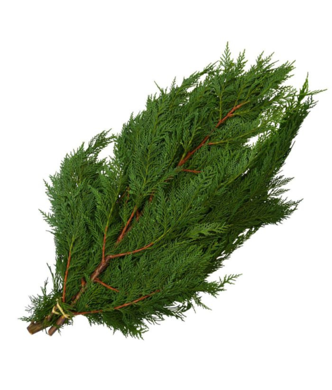 PORT ORFORD CEDAR 2LB BOUGH