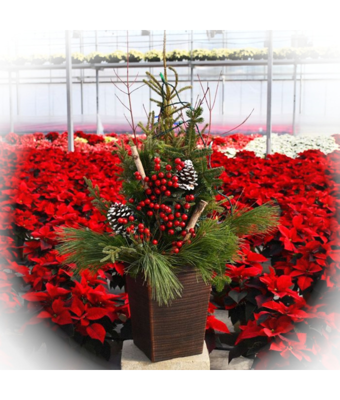 DELUXE DOOR STEP CHARMER SPRUCE TIP POT - SQUARE W/LIGHTS