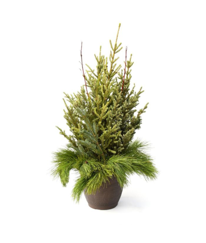 DOOR STEP CHARMER SPRUCE TIP POT - ROUND