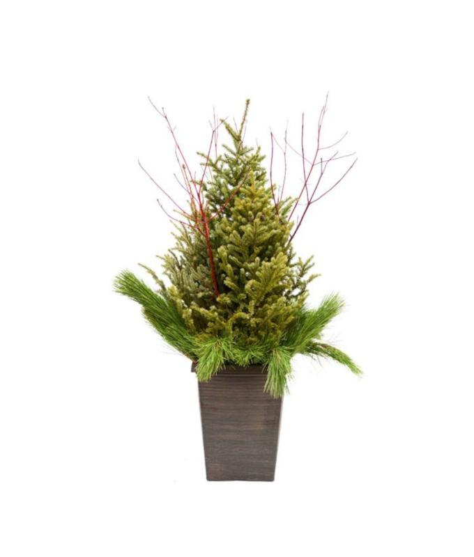 DOOR STEP CHARMER SPRUCE TIP POT - SQUARE