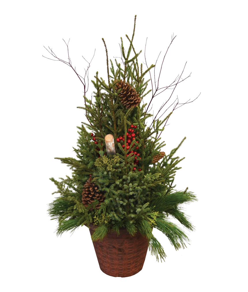 ELEGANT DESIGNER SPRUCE TIP POT