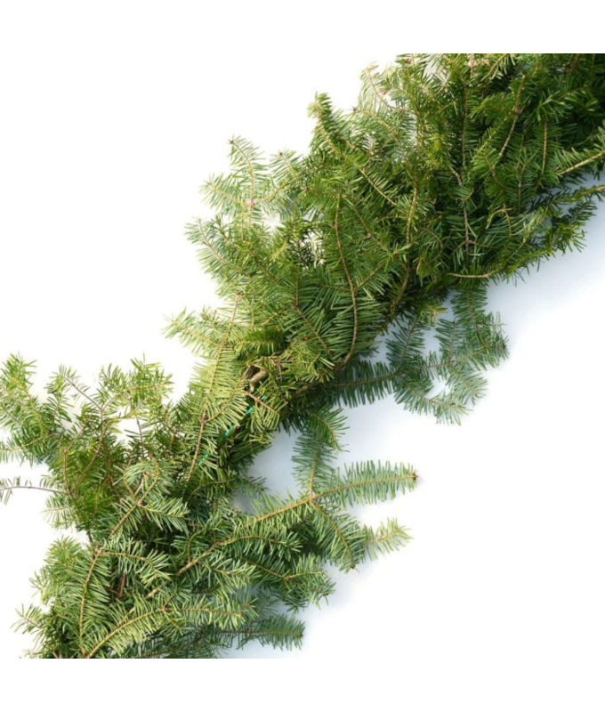 GARLAND BALSAM 50�