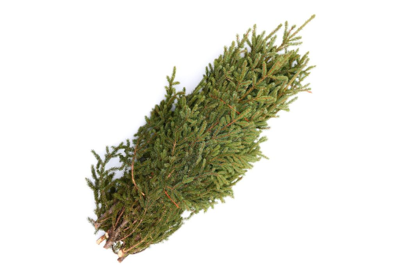 SPRUCE TIP BUNDLE OF 10