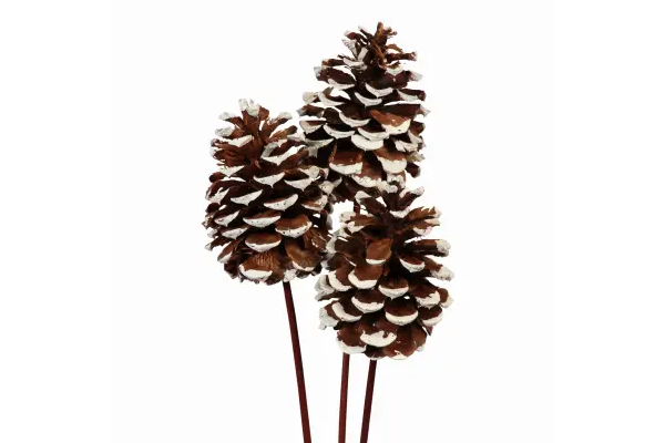 PONDERSA CONE STAKE WHITE TIPPED