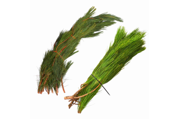 RED PINE BOUGHS BULK PER LB