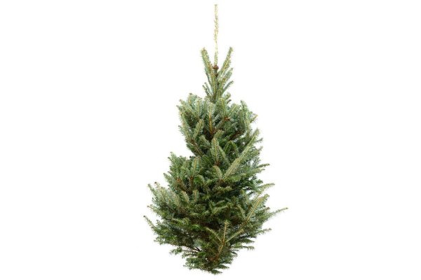 FRASER FIR TABLE TOP