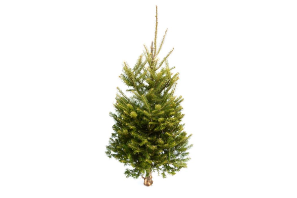 BALSAM FIR TABLE TOP