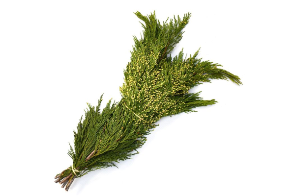 INCENSE CEDAR BOUGH 20LB/CASE