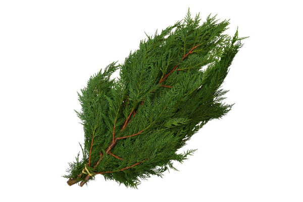 PORT ORFORD CEDAR BOUGH 20LB/CASE