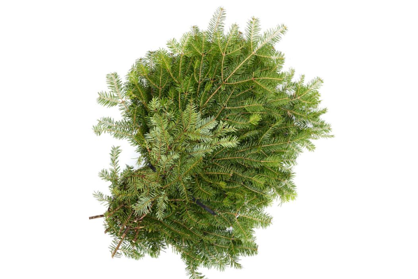 BALSAM BOUGHS 2LB BUNDLE