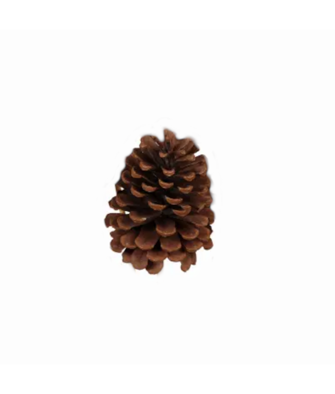 PONDERSA CONE NATURAL