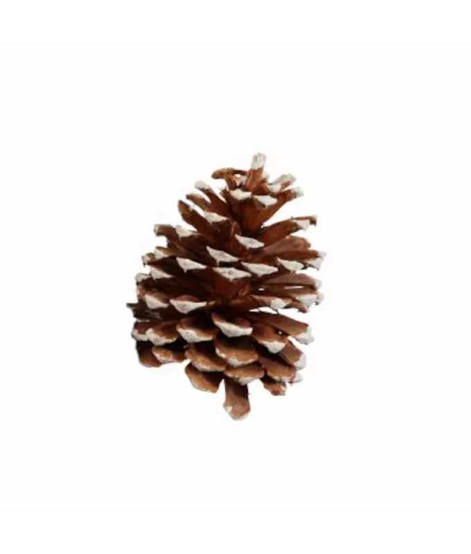 PONDERSA CONE WHITE TIPPED