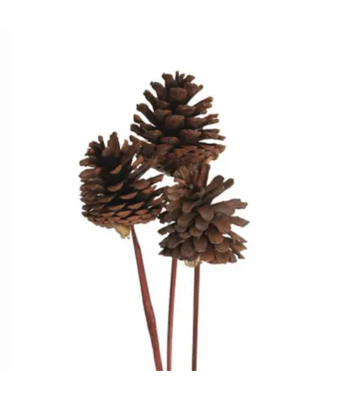 PONDERSA CONE STAKE NATURAL