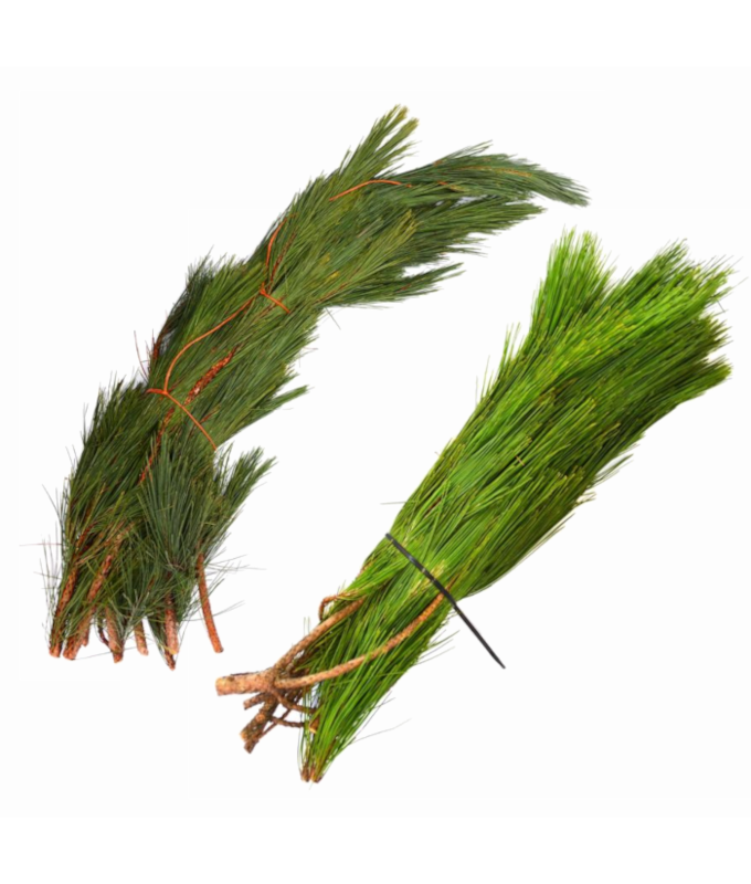 RED PINE BOUGHS BULK PER LB