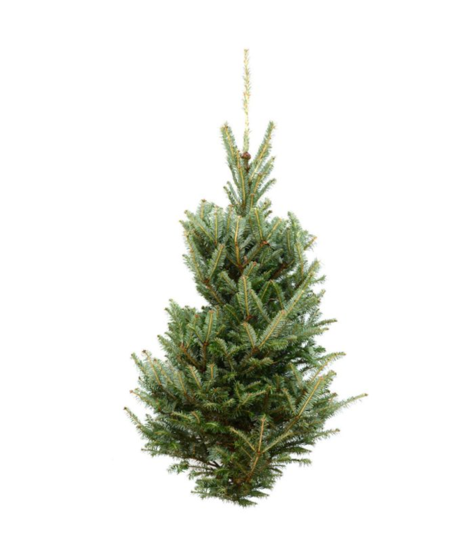 FRASER FIR TABLE TOP