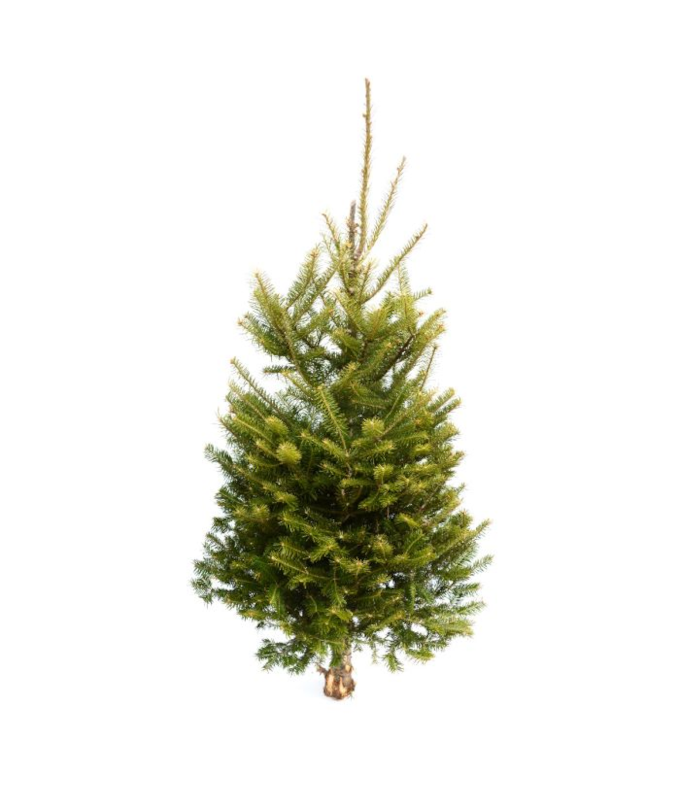 BALSAM FIR TABLE TOP