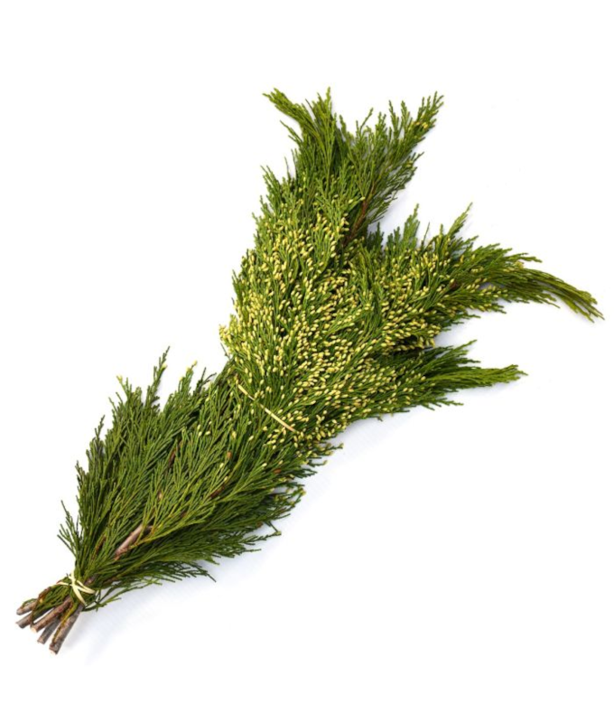 INCENSE CEDAR BOUGH 20LB/CASE