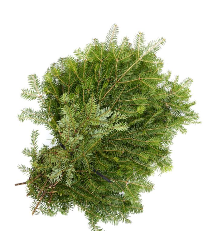 BALSAM BOUGHS 2LB BUNDLE