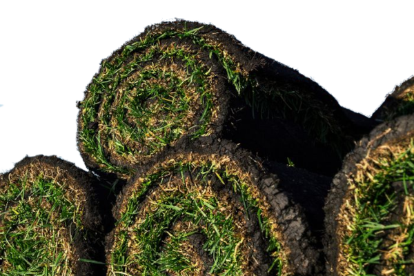 10 SQ.FT. ROLL OF SOD 24"X60"