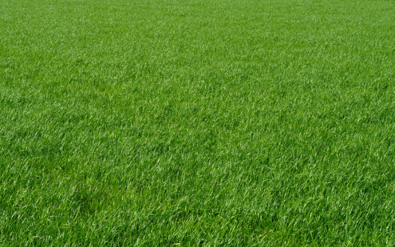 Non-Selective Herbicides