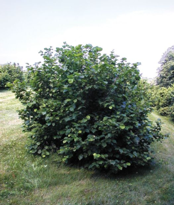 CORYLUS AMERICANA #5 AM HAZELNUT