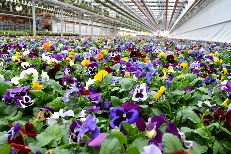 Early Spring Plants & Twigs