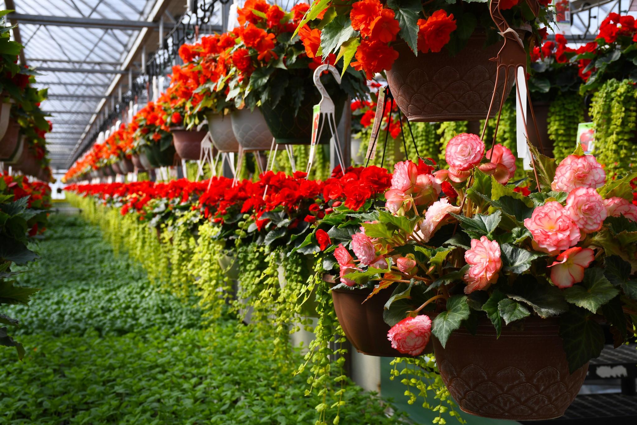 Hanging Baskets & Patio Planters