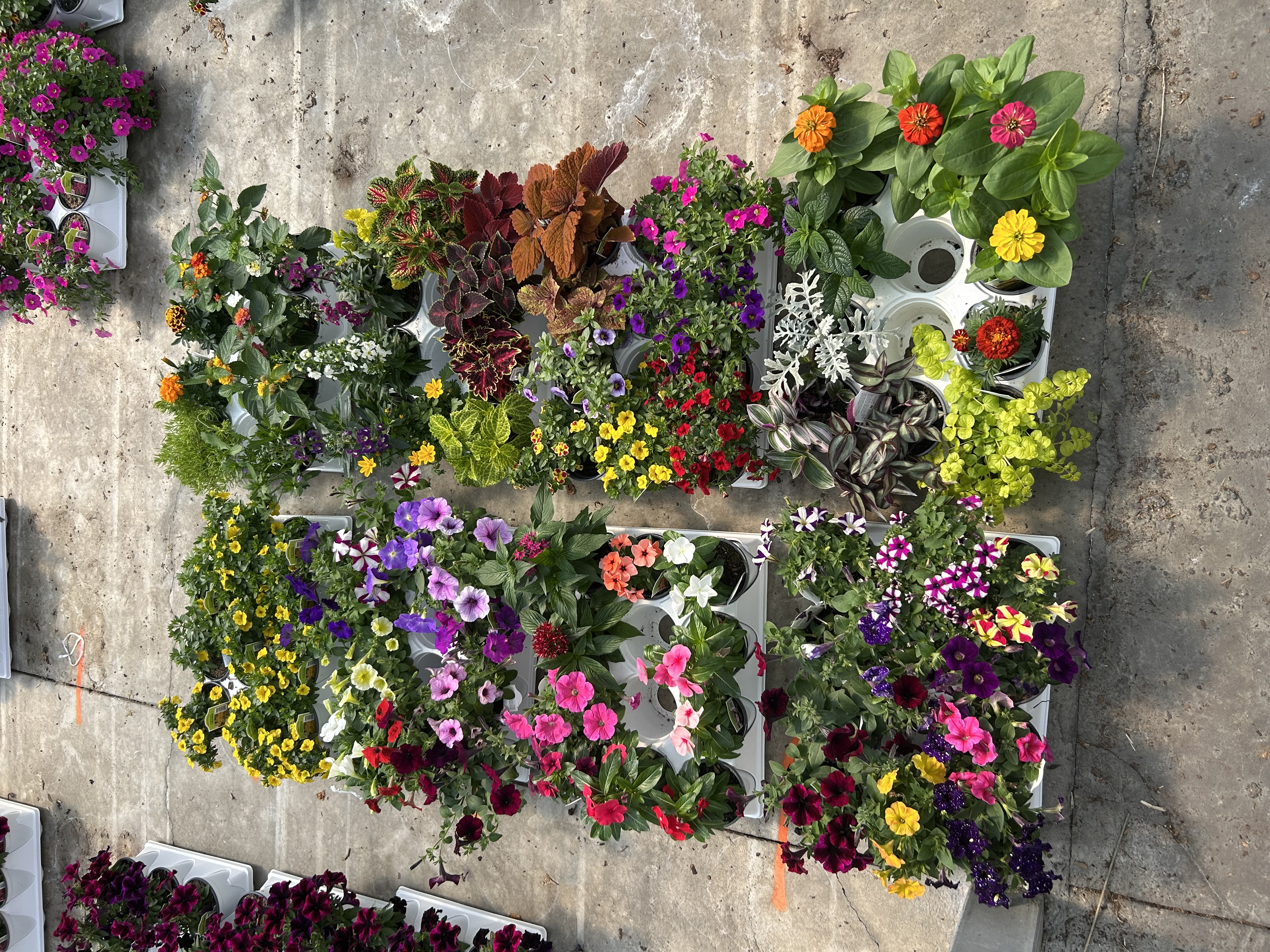 Spring Pots