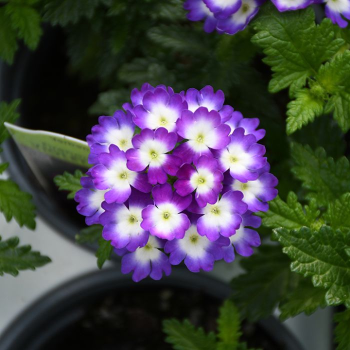 4.75T/10 VERBENA VIOLET WINK