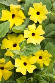 6.5T/3 THUNBERGIA YELLOW
