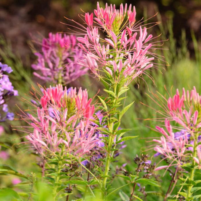 606T/36 CLEOME PINK QUEEN