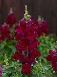 606T/36 SNAPDRAGON DWARF RED