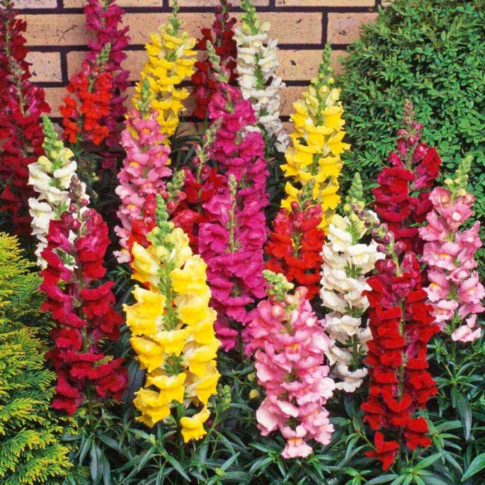 606T/36 SNAPDRAGON TALL MIX