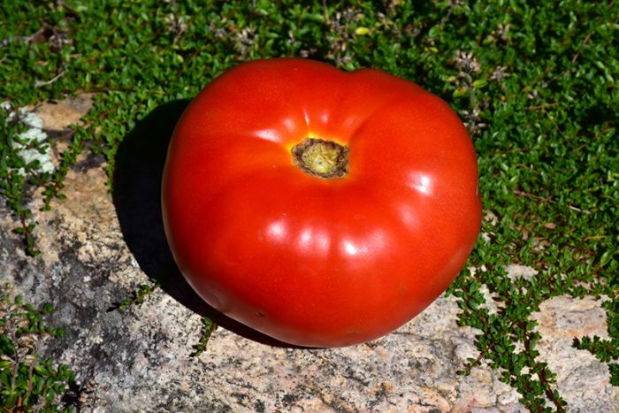 E4.75T/10 TOMATO HEIRLOOM MORTGAGE LIFTER