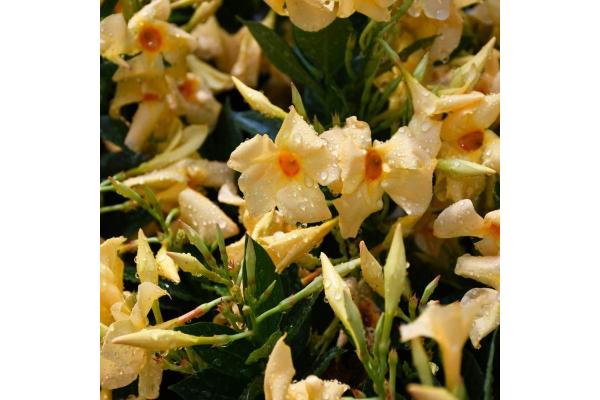 6.5T/3 MANDEVILLA YELLOW