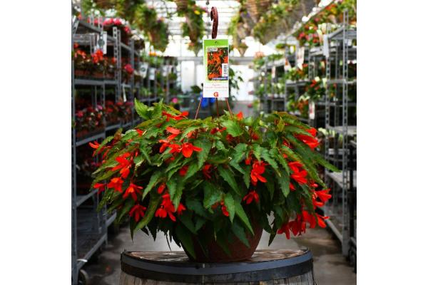 HB12.8" BEGONIA WATERFALL ORANGE