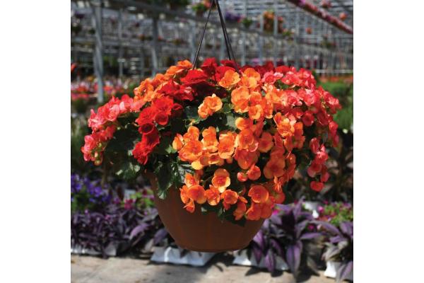 HB12.8" BEGONIA RIEGER MIX