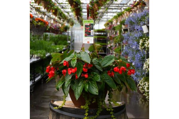 HB13" BEGONIA DRAGON WING RED