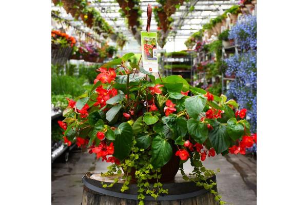 HB13" BEGONIA VIKING EXPLORER GREEN LEAF RED