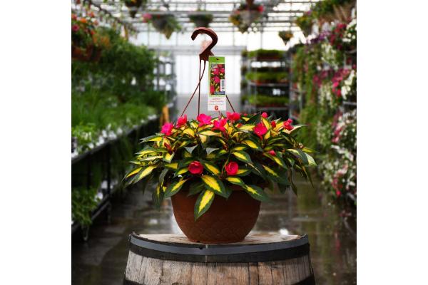 HB12.8" IMPATIENS SUNPATIENS TROPICAL ROSE