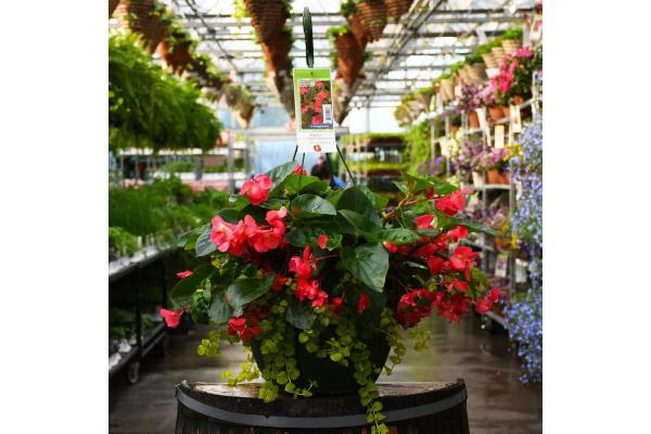 HB13" BEGONIA VIKING EXPLORER GREEN LEAF ROSE